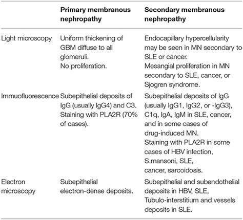 spike and dome membranous nephropathy|Secondary Membranous Nephropathy. A Narrative Review .